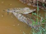Crocodiles, Uganda